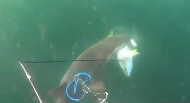 潜水士にカジキが刺さりサメに襲われる.jpg