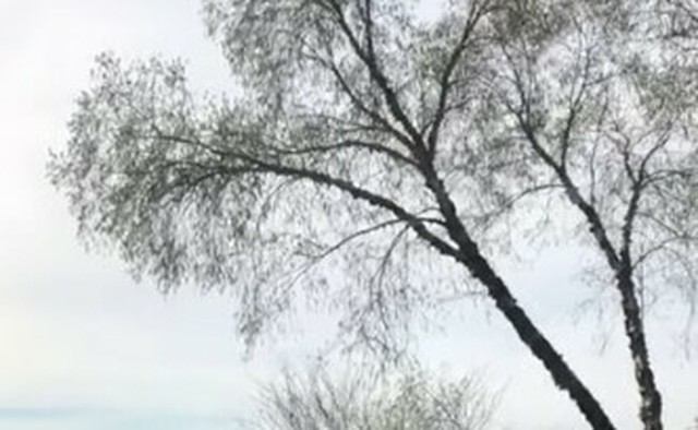 煙の木が倒れる.jpg