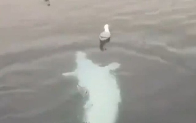 白イルカが水鳥を襲う？.jpg