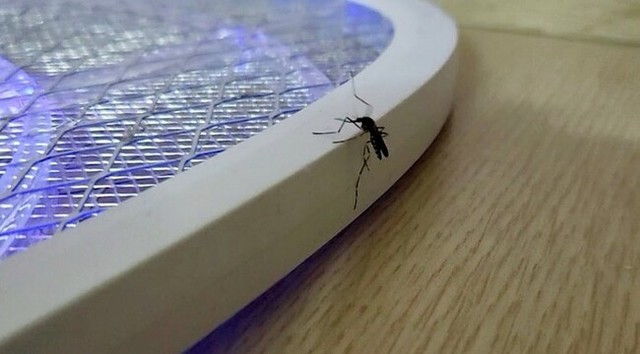 蚊の自殺.jpg