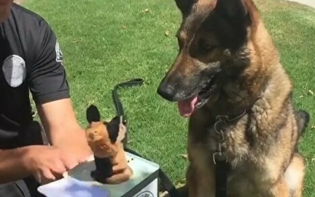 警察犬にビックリ箱を見せた結果.jpg