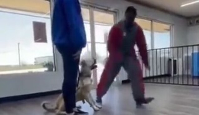 警察犬の訓練の動画.jpg