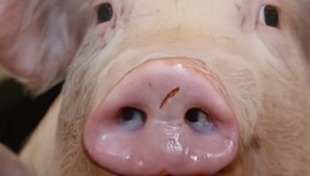 豚の鼻をＡＩで.png