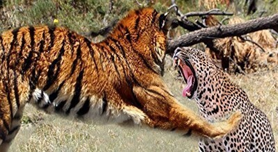 野生の「トラ」と「ヒョウ」が戦ったらどっちが強いのか画像.jpg