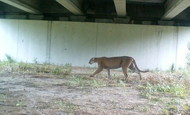 動画 獰猛な野生動物たちが沢山通る近代的な 橋の下 の映像 ひろぶろ