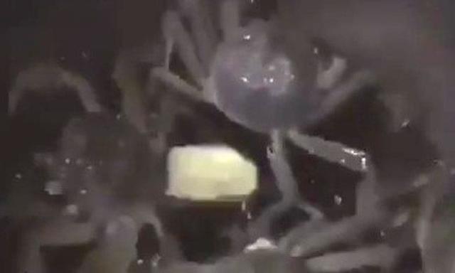 電気コンロを止める上海ガニ.jpg