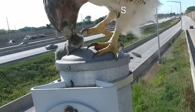 鷹がネズミをカメラ前で食べだす.jpg