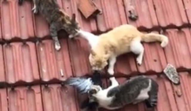 ３匹の猫が動けない鳩の狩り.jpg