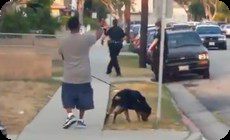 イヌが射殺される