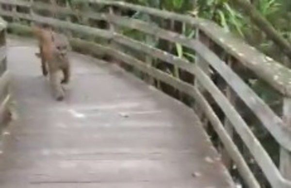 国立公園でクーガーに遭遇