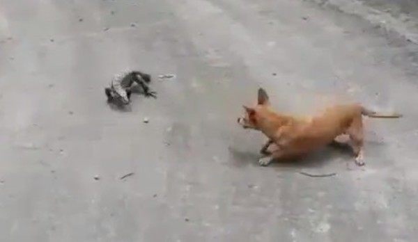 犬とトカゲの勝負