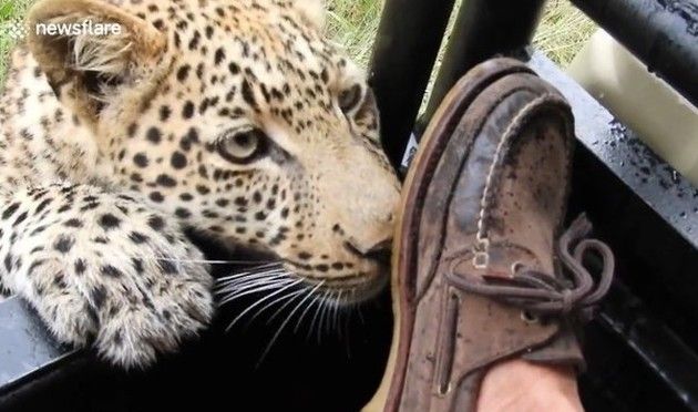 ヒョウに引っかかれる人とクマの接近遭遇