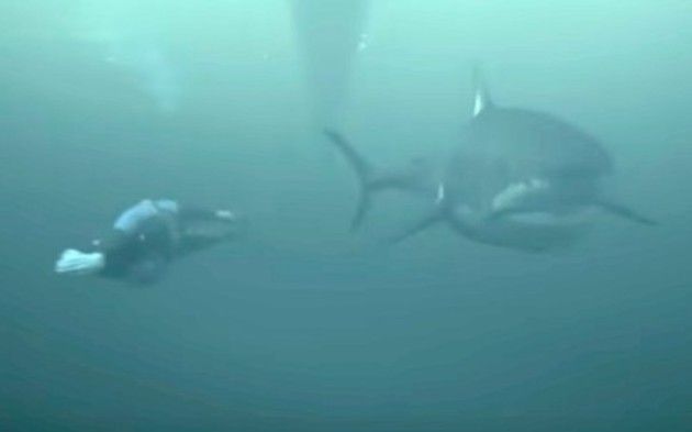 サメと人間の泳ぎ対決
