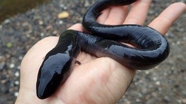アンヒューマの食べ方