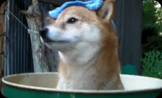 柴犬ジローの夏、菊次郎の夏ほのぼの動画