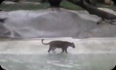 ジャガーの捕食