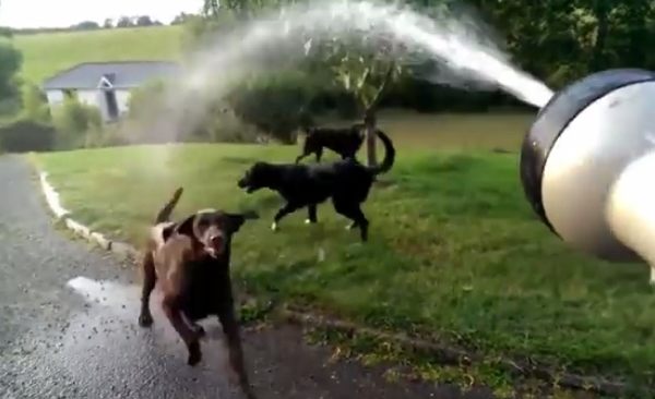 ホースの水に立ち向かう4匹のワンコたち