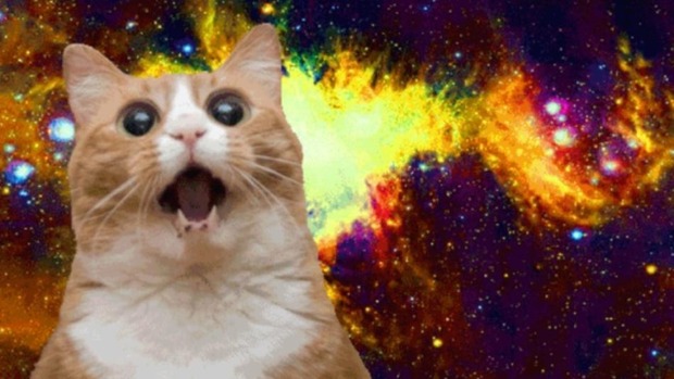 15-best-cat-memes-ever-meow--3283dd863e