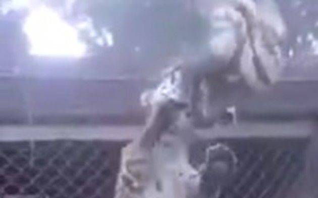 ジャガーがナマケモノを襲う動物園