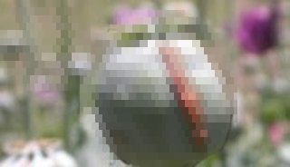 ヘロインの見た目がヤバい