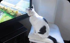 あまちゃん好きなネコ