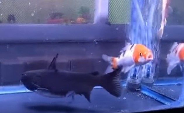 バトラクトキャットフィッシュの捕食