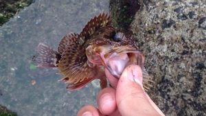 釣り、カサゴ