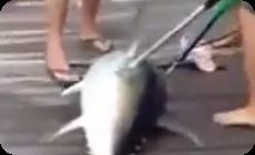 川でマグロを釣る人ったち