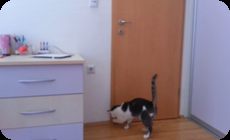 ドアを開けるネコ
