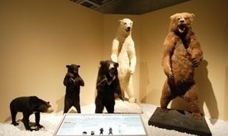 ツキノワグマやクマの大きさ比べ、画像、写真