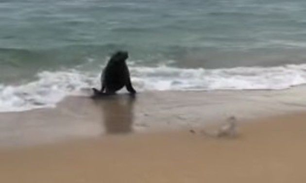 アシカが釣った魚を追いかけてきた