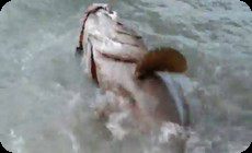 タマカイを釣る