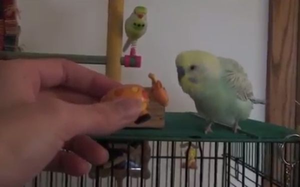 首を振る鳥、セキセイインコの動画