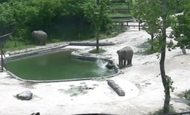 プールに落ちた仔ゾウ