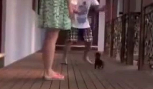女性を守る小さな番犬