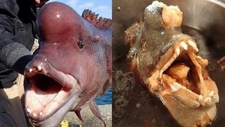 コブダイの瘤の中身の味