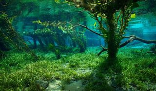 世界の淡水