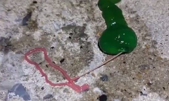 変な生き物、ヒル