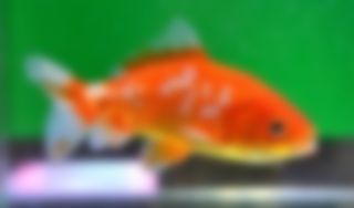 嘘と書いた金魚