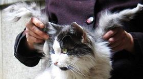 uma,未確認生物、翼猫