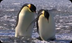 ペンギンのこけるとこ