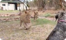 ライオンに襲われる動画０１