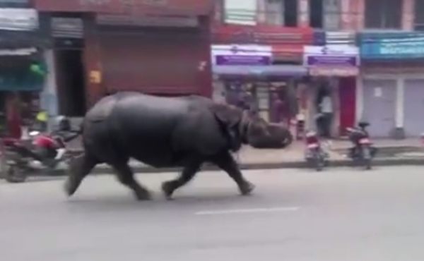サイの脱走
