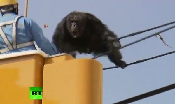 日本の仙台でチンパンジーが脱走捕獲