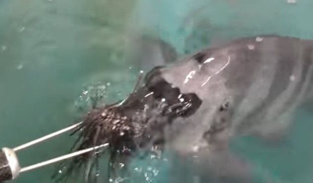イシダイはウニを食う