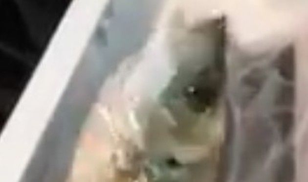 魚の生命力が凄い