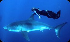 サメの背びれに触るフリーダイバーの女性