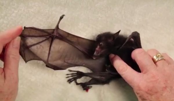 赤ちゃんコウモリの保護センター