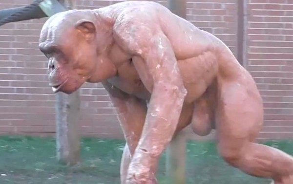 裸のチンパンジー