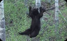 クマの運動能力